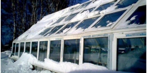 Bolesti krastavaca: mjere kontrole i prevencije